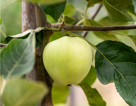 Malus dom. 'Weißer Klarapfel'