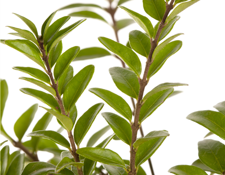 Lonicera nitida 'Maigrün'