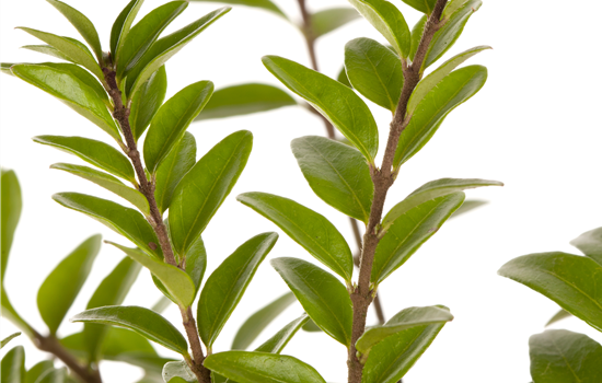 Lonicera nitida 'Maigrün' Lonicera nitida 'Maigrün'