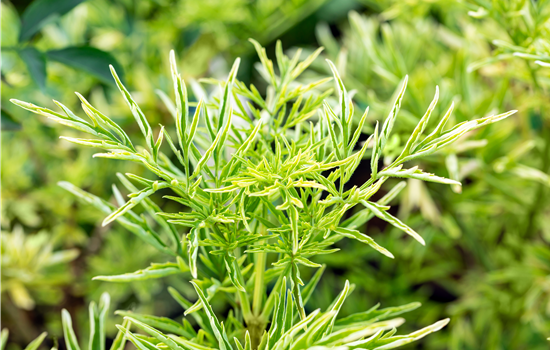 Sambucus nigra 'Golden Tower'