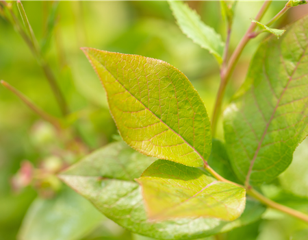 Vaccinium cory. 'Patriot'