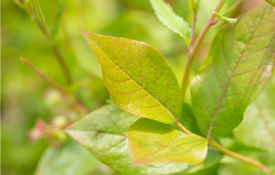 Vaccinium cory. 'Patriot'