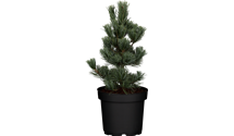 Blaue Mädchenkiefer 'Glauca'