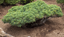 Blaue Mädchenkiefer 'Glauca'