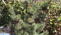Blaue Mädchenkiefer 'Glauca'