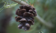 Blaue Mädchenkiefer 'Glauca'