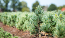 Blaue Mädchenkiefer 'Glauca'