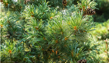 Blaue Mädchenkiefer 'Glauca'
