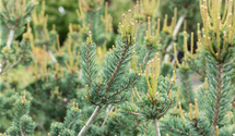 Blaue Mädchenkiefer 'Glauca'