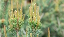 Blaue Mädchenkiefer 'Glauca'