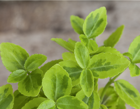 Euonymus fortunei 'Emerald'n Gold'