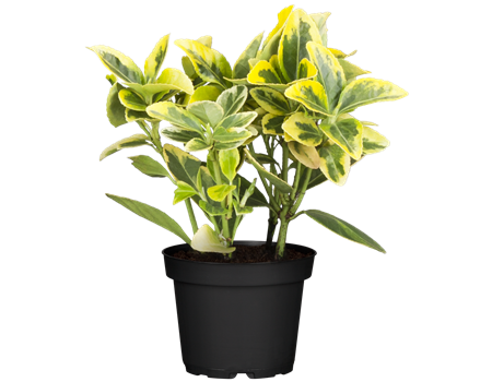 Euonymus fortunei 'Emerald'n Gold'