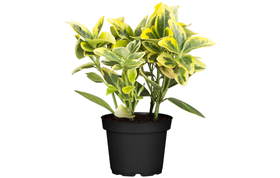 Euonymus fortunei 'Emerald'n Gold'