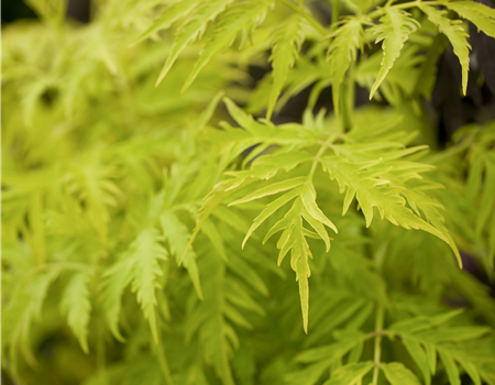 Sambucus racemosa 'Golden Lace'