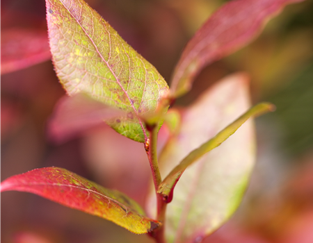 Vaccinium cory. 'Bluecrop'