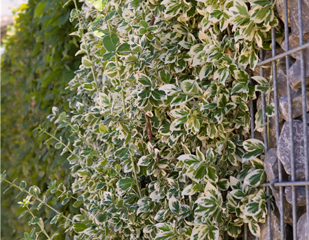 Euonymus fortunei 'Emerald Gaiety'