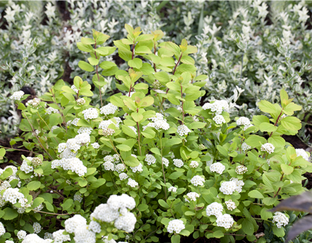 Spiraea betulifolia 'Tor Gold'