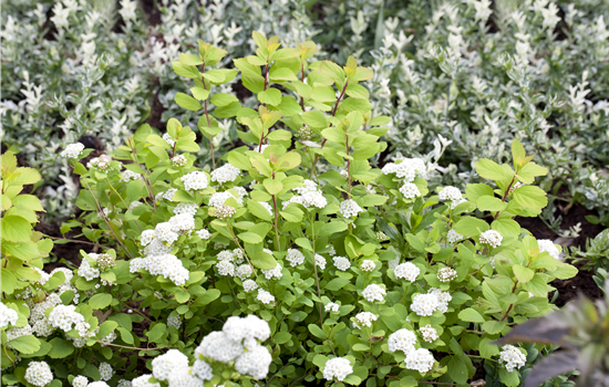 Spiraea betulifolia 'Tor Gold'