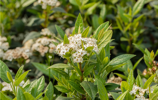 Viburnum 'Pragense'