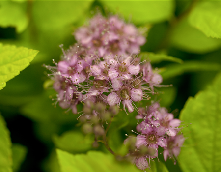 Spiraea bum. 'Goldflame'