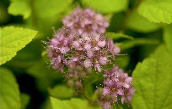 Spiraea bum. 'Goldflame'
