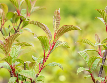 Viburnum bodnant. 'Charles Lamont'