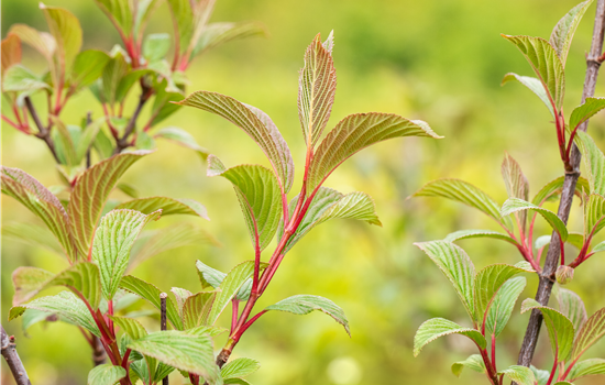 Viburnum bodnant. 'Charles Lamont'