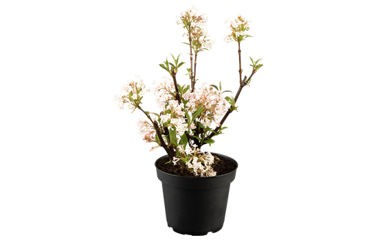 Viburnum bodnant. 'Charles Lamont'