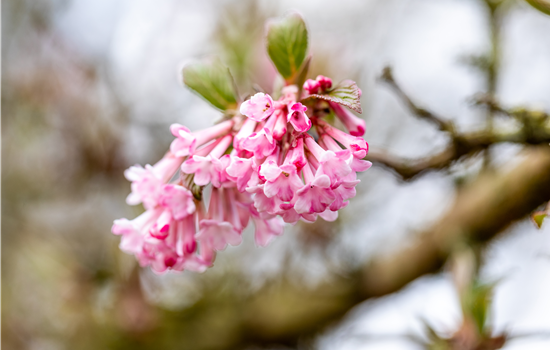 Viburnum bodnantense 'Dawn'