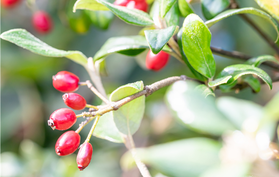 Viburnum burk. 'Conoy'