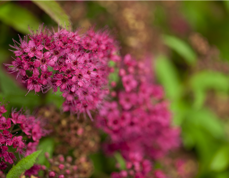 Spiraea bum. 'Anthony Waterer'