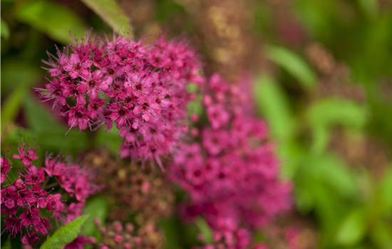 Spiraea bum. 'Anthony Waterer'