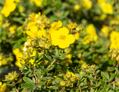 Potentilla fruticosa 'Goldstar'