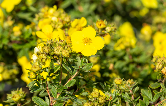 Potentilla fruticosa 'Goldstar'