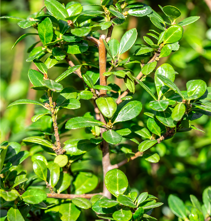 rote blüten topfpflanze Begonie Rot – Blühende Zimmerpflanze online kaufen – MO BLUMEN