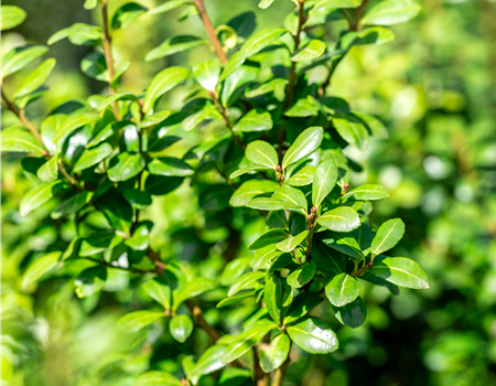Ilex crenata 'Caroline Upright'
