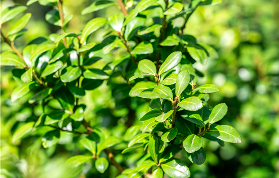 Ilex crenata 'Caroline Upright'