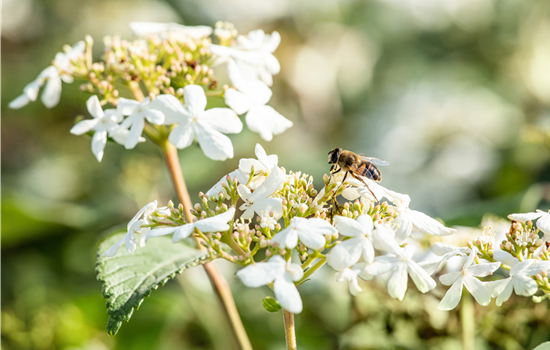 Viburnum plic. 'Summer Snowflake'