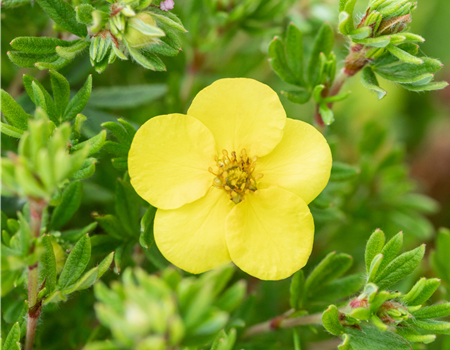 Potentilla fruticosa 'Kobold'