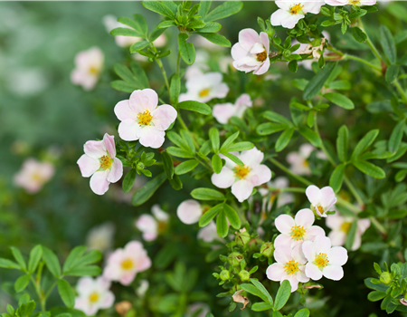Potentilla fruticosa 'Lovely Pink'