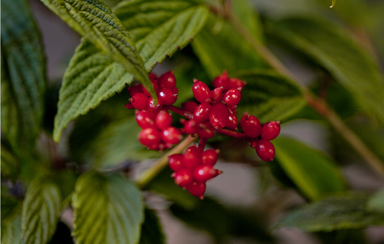 Viburnum dilatatum 'Cardinal Candy'