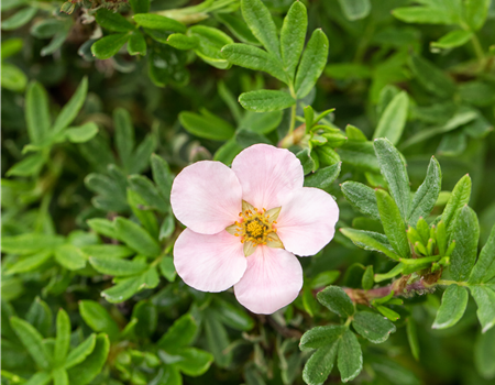 Potentilla fruticosa 'Pink Queen'