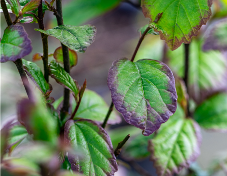 Parrotia persica 'Persian Spire'
