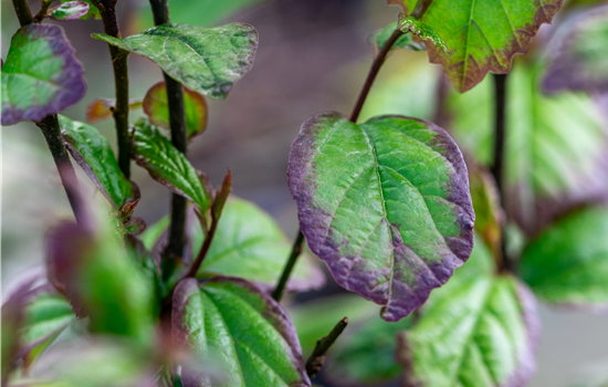 Parrotia persica 'Persian Spire'
