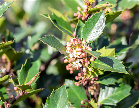 Ilex meserveae 'Heckenblau'