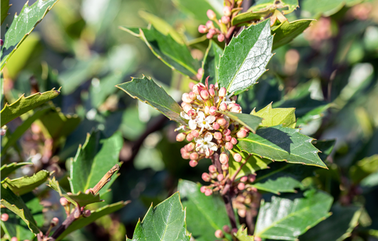 Ilex meserveae 'Heckenblau'