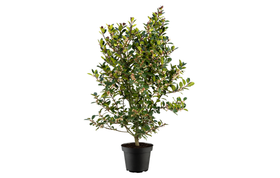 Ilex meserveae 'Heckenblau'