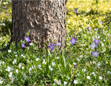 Vinca minor 'Alba' Vinca minor 'Alba'