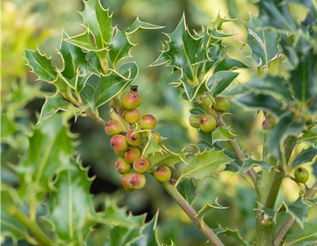 Ilex meserveae 'Heckenfee'