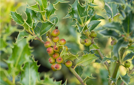 Ilex meserveae 'Heckenfee'